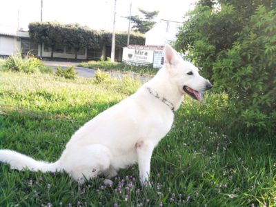 PASTOR ALEMAO BRANCO