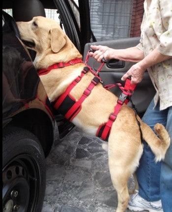 suportes para levantar cachorro