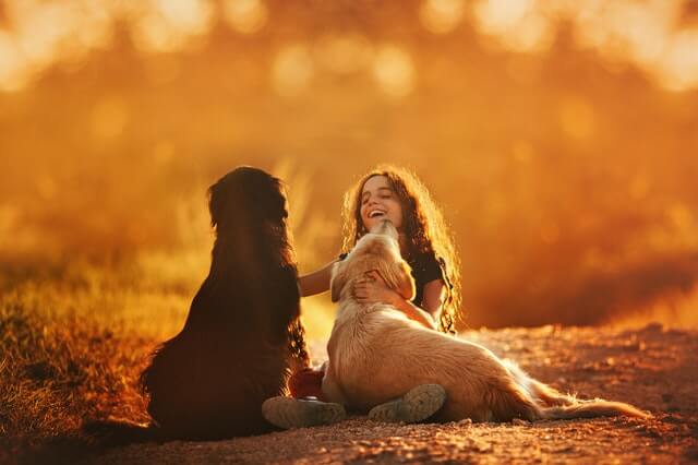 conheça 11 raças de cachorro mais apegadas ao dono