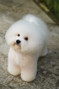 bichon  entres os melhores cachorros para apartamento