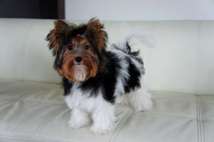 Biewer Terrier otimo para apartamentos