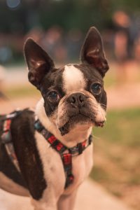 melhores e piores cachorros para apartamento- BOSTON TERRIER