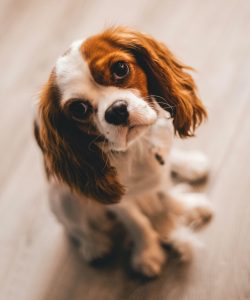 CAVALIER_KING_CHARLES_SPANIEL melhores e piores cachorros para apartamento