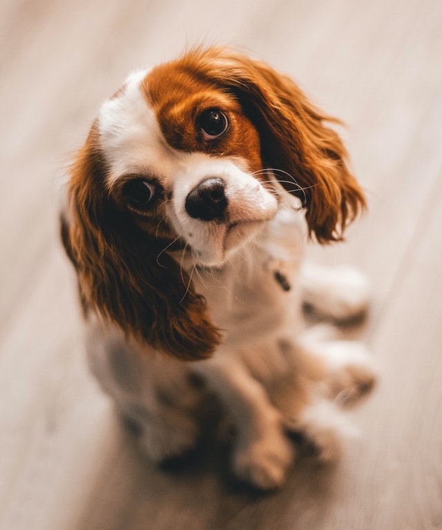 cavalier king raça apropriada para pouco espaço