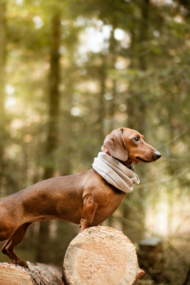 dacchshund não é bom para apartamento