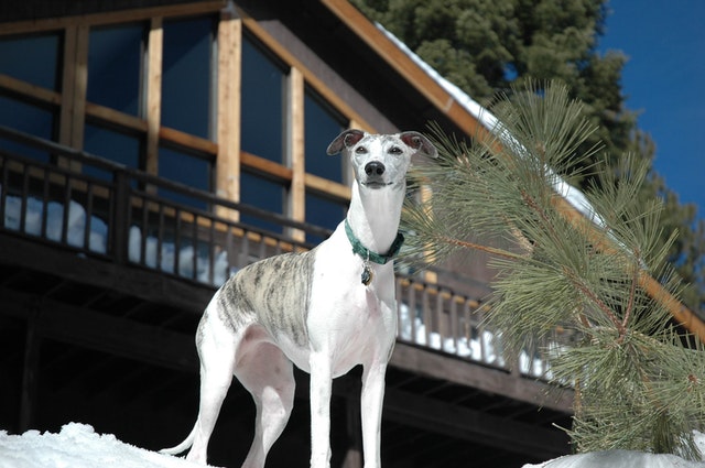 o veloz galgo é uma boa raça para apartamento