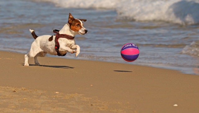 jack russel terrier uma das piores raças para apartamentos