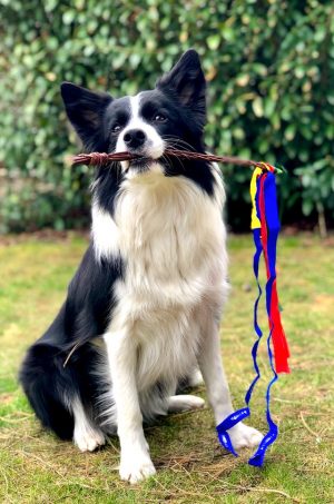 BORDER COLLIE cachorro mais inteligentes e fiéis ao tutor