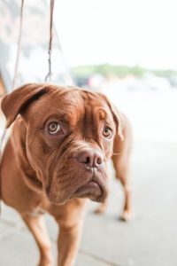 boxer raça meiga e apegada ao dono