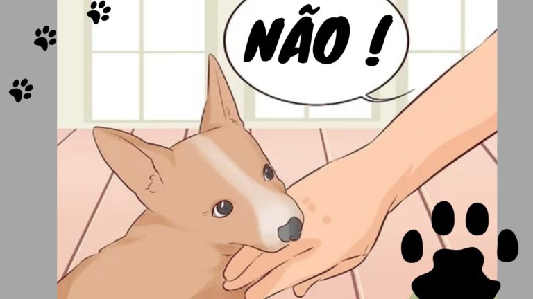 como ensinar o filhote a não morder