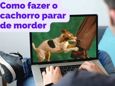 homem pesquisando na internet como fazer para o cachorro nao morder