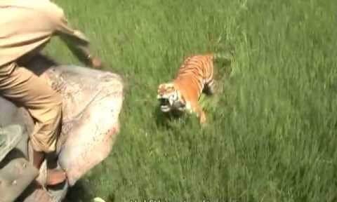 tigre atacando homem em cima de elefante