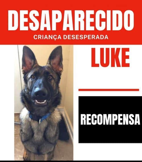 anuncio cachorro perdido