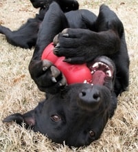 cachorro assustado com fogos brincando com kong