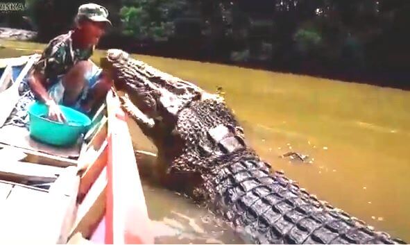 homem alimentando crocodilo de estimacao