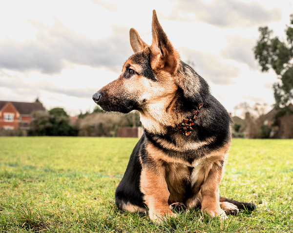 pastor alemao misturado com Welsh corgi pembroke