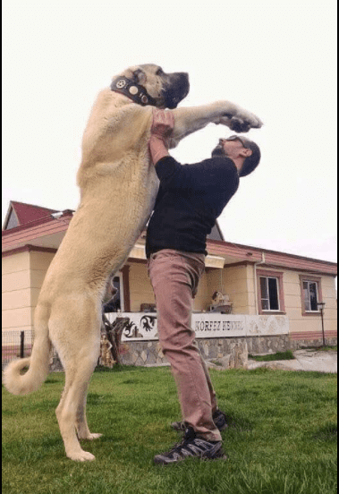 Cão pastor é consolado por ovelha após ataque de lobo