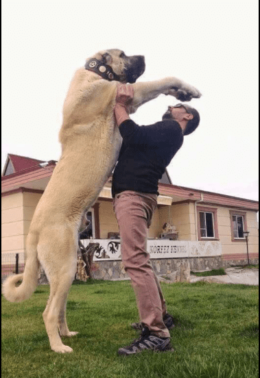 Conheça o Pastor de Kangal