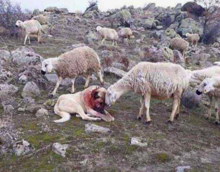 cachorro kangal ferido por lobo