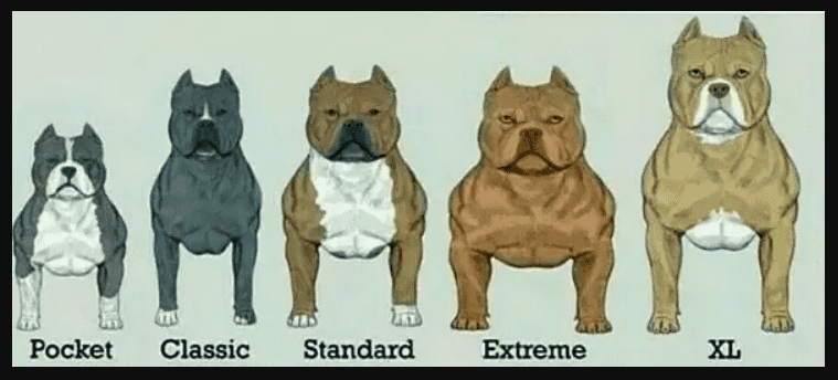 variacoes do american bully