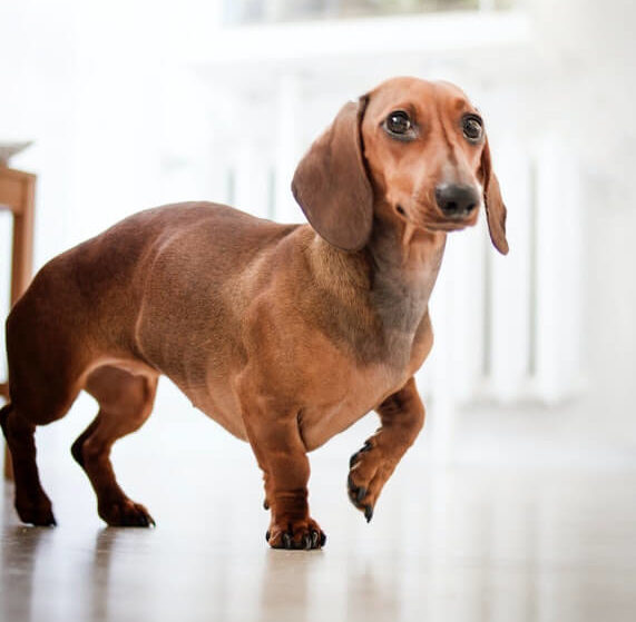 Dachshund o cachorro mais agressivo