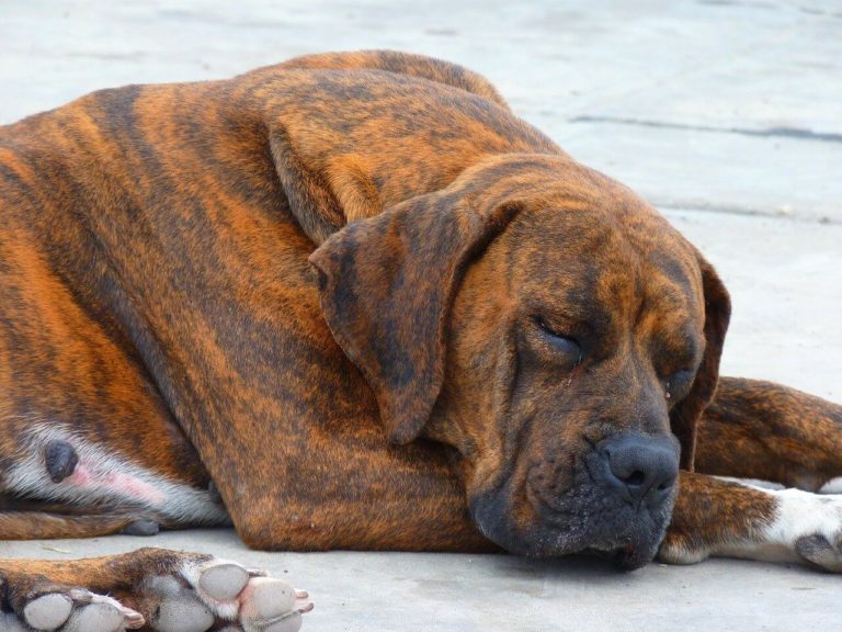 cachorro fila dormindo