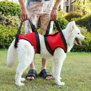 conjunto de coletes para sustentar cachorro com dificuldade para levantar