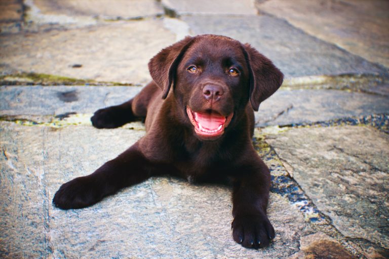 labrador um dos cachorros mais fiéis ao dono