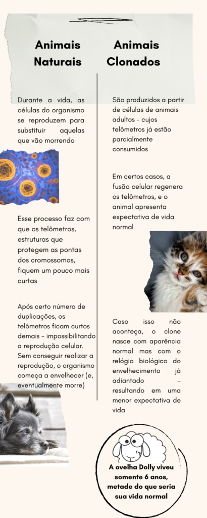 Infografico comparacao animais clonados e animais naturais