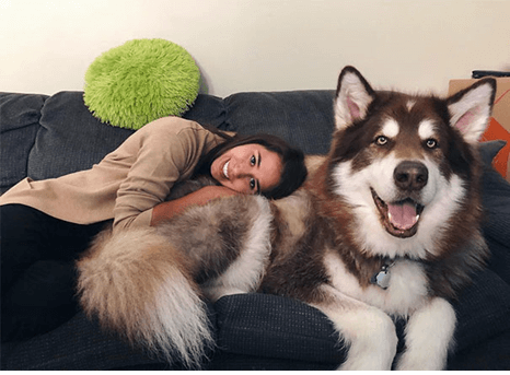 malamute do alasca com menina no sofa