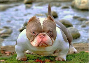 exotic bully filhote