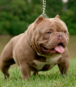 EXOTIC BULLY NA COLEIRA