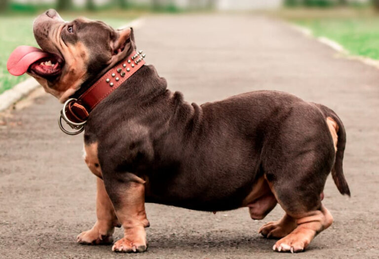 o que o filhote de american bully pode comer