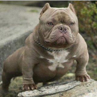 os problemas de saúde e de pele do american bully