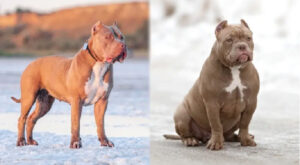 diferenca tamanho american Bully e Pitbull