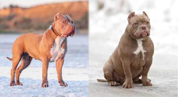 diferenca tamanho american Bully e Pitbull