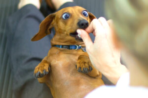 cachorro tomando ansiolitico para fogos de artificio