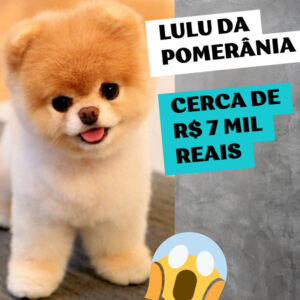 preço do filhote de lulu da pomerania