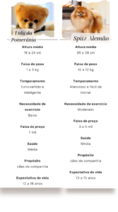 Spitz alemão: características, cuidados e perguntas frequentes