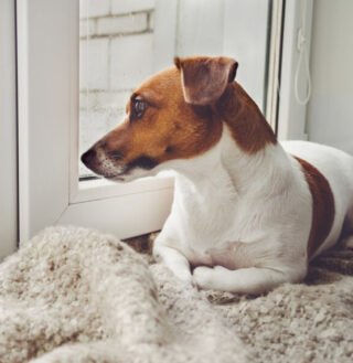 cachorro esperando o dono na janela