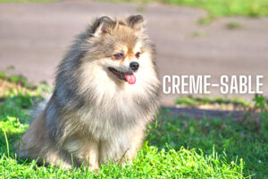 spitz alemao cor creme sable