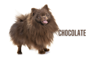 lulu da pomerania cor chocolate