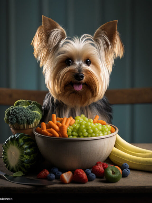 4 melhores rações para o Yorkshire Terrier em 2023