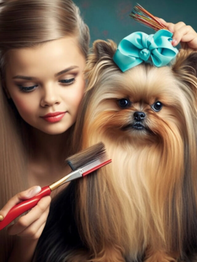 Como cuidar do pelo do Yorkshire Terrier ?