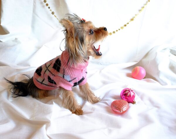 dog, yorkshire terrier, new year-1987858.jpg