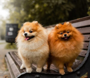 dois lulus da pomerania em cima de um banco