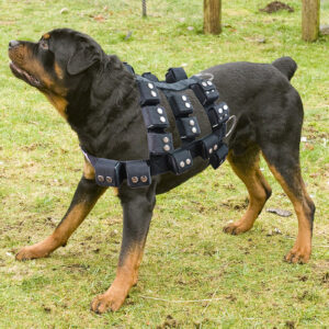 rottweiler usando colete para musculacao