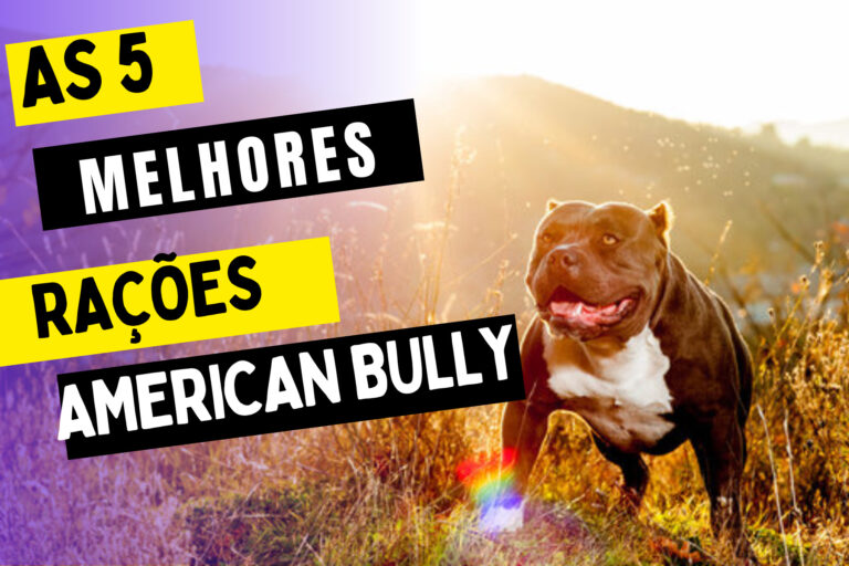 AS MELHORES RACOES PARA AMERICAN BULLY ADULTO