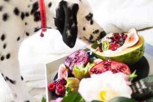 CACHORRO SE ALIMENTANDO DE RAÇÃO NATURAL