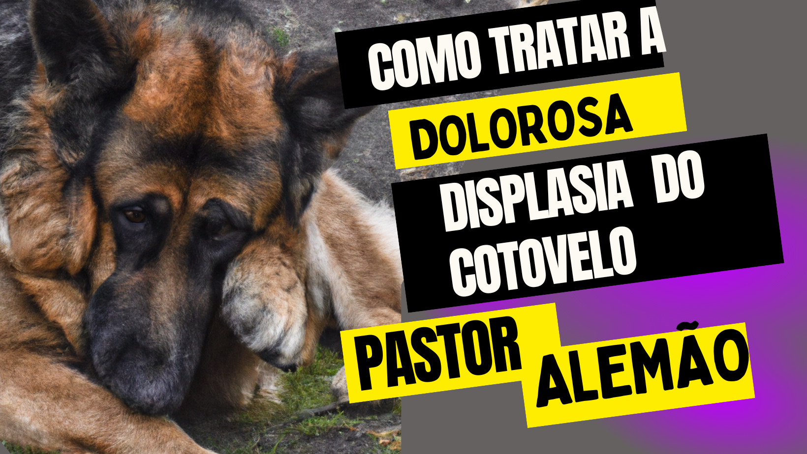 capa displsia de cotovelo do pastor alemao